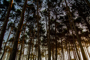 Bosque de pintos al atardecer