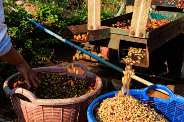 farmer hand and coffee bean machine process in factory
