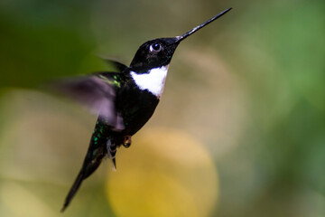 Picaflor volando