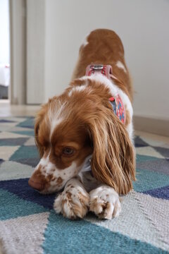 Cute Springer Spaniel Puppy