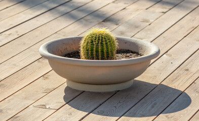 Cactus in a pot on a wooden background.