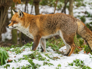  Red Fox in the Snow
