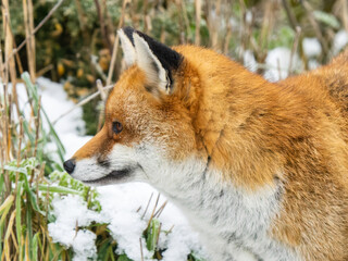  Red Fox in the Snow