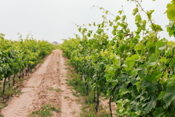 Fototapeta na wymiar A row in a vineyard with fresh vines, cloudy sky 