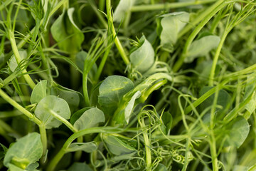 A large number of green pea sprouts, pea plants