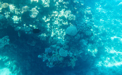 Coral reef at the bottom of the Red Sea.