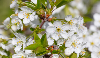 Flowers on a cherry tree in spring.