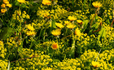Small yellow flowers in the park.
