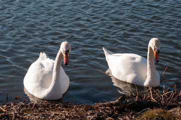 white swans group on the lake swim well under the bright sun