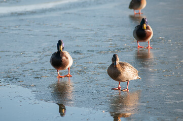 wild ducks in winter on a good day ice