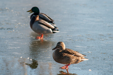 wild ducks in winter on a good day ice