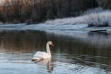 A white majestic swan floats in front of a wave of water. Young swan in the middle of the water. Drops on a wet head.