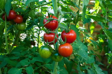 delicious and red tomatoes natural
