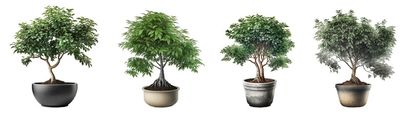 Set of plants in a pot, transparent background