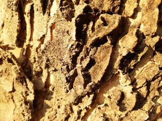 Texture of old tree bark with sun light