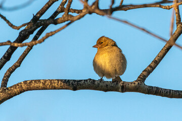 Common Chaffinch perched on a tree branch