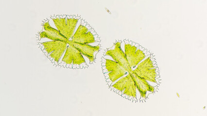 Freshwater microalgae from desmid group, Micrasterias apiculata. Freshwater phytoplankton. Live...