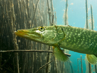 Underwater close up of a Northern Pike (Esox Lucius)