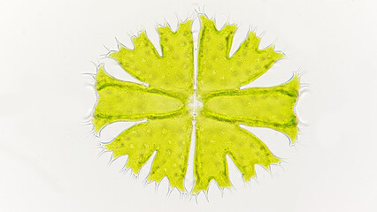 Freshwater microalgae from desmid group, Micrasterias apiculata. Freshwater phytoplankton. Live...