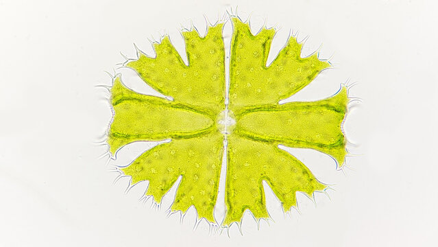 Freshwater microalgae from desmid group, Micrasterias apiculata. Freshwater phytoplankton. Live cell. Selective focus