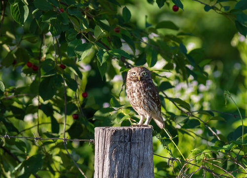 Little owl, Athene noctua. A bird sits in the garden on a wooden post
