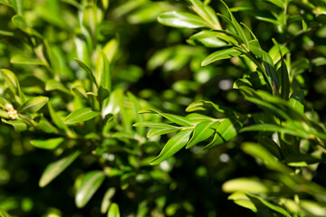 boxwood. Buxus sempervirens s. young boxwood leaves on a branch