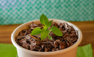 Young baby green pepper crop in small. Red hot chilli pepper in flower pot