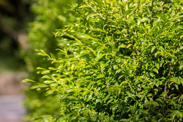 boxwood. Buxus sempervirens s. young boxwood leaves on a branch