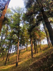 Morning warmth in the pine forest