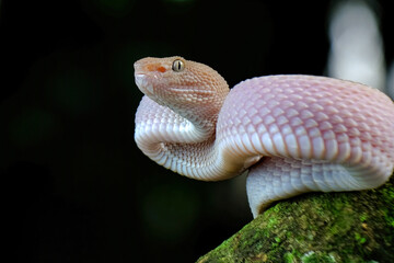 Pink viper on the branch
