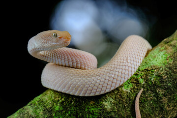 Pink viper on the branch