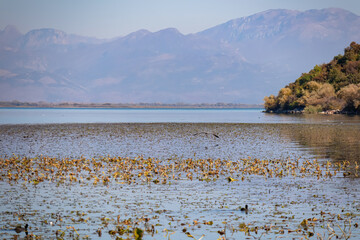 Bird flying over the water surface of Lake Skadar National Park in autumn near Virpazar, Bar, Montenegro, Balkans, Europe. Stunning idyllic travel destination in Dinaric Alps near Albanian border