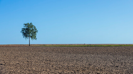 One tree growing in a field after harvest