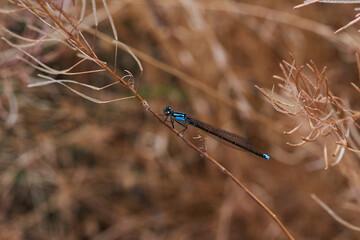 Close-up of Blue Damselfly Zygoptera dragonfly in chilean argentinean Patagonia