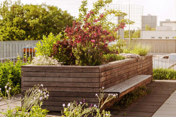 Raised Bed in Community Garden on Roof. Growing Organic Vegetables and Herbs in Wooden Garden Bed....