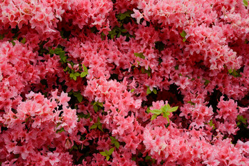 Obraz premium 里山の景色 徳仙丈山のツツジ