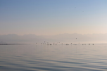 Silhouette of flock of birds flying over water surface at sunrise at Lake Skadar near Virpazar, Bar, Montenegro, Balkans, Europe. Water reflection with misty Dinaric Alps mountains. Freedom concept