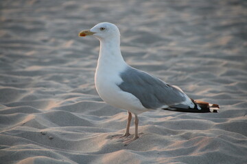 Möve am Strand