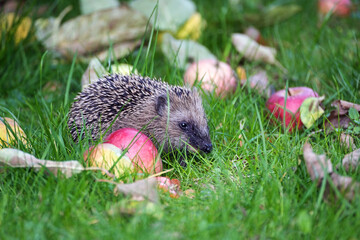 Young hedgehog (Erinaceus europaeus) looking for food in a meadow between apples and grass in autumn, wild animal protection in the natural park or garden, copy space