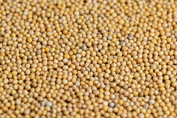 Mustard seeds are orange in color and small in size