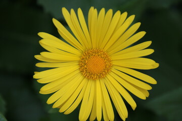 Ringelblume
