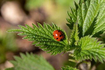 ladybug on green leaf