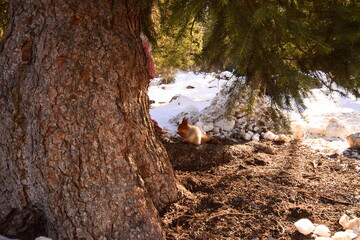 Squirrel in the park under the Christmas tree eats nuts, dried fruits