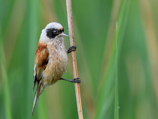 Eurasian Penduline Tit (Remiz pendulinus) sitting on a sedge.