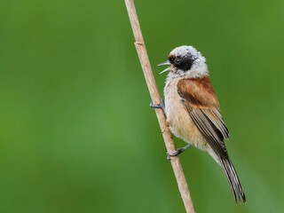 Eurasian Penduline Tit (Remiz pendulinus) sitting on a sedge.