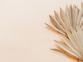 Close up of dried fan shaped tropical palm tree leafs.
