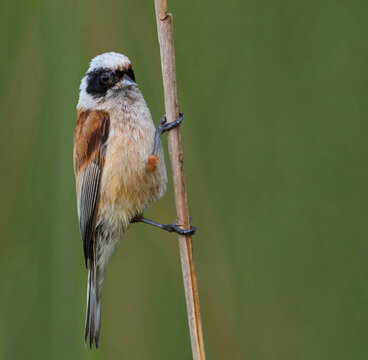 Eurasian Penduline Tit (Remiz pendulinus) sitting on a sedge.
