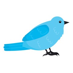 little blue bird