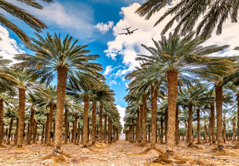 Plantation of date palms for healthy and GMO free food production. Date palm is iconic ancient plant and famous food crop in the Middle East and North Africa, it has been cultivated for 5000 years