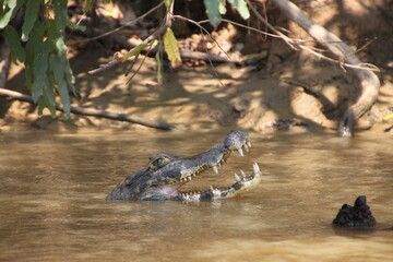 Caiman at Madidi National Park, Bolivia